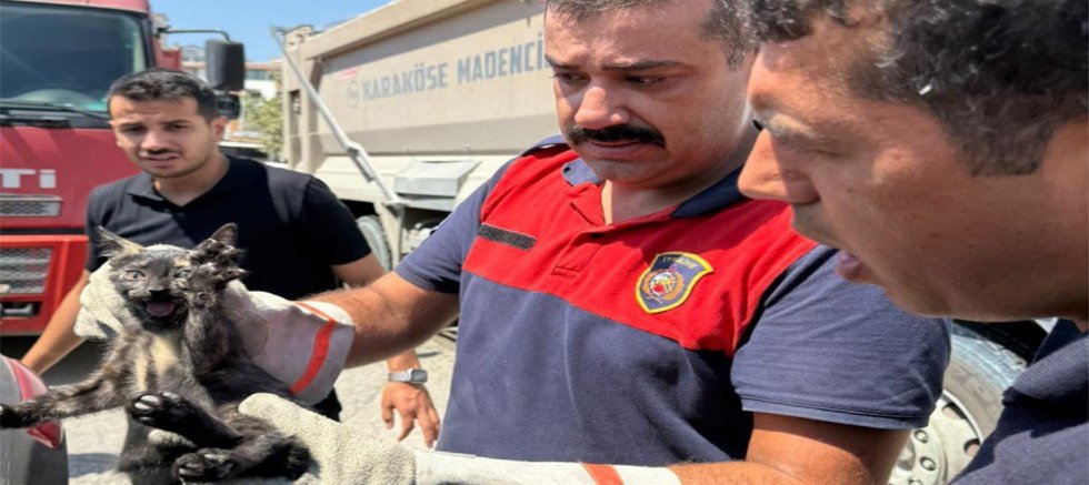 SOKAK HAYVANLARI HBB İLE GÜVENDE