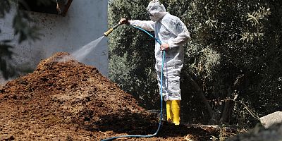 AKDENİZ MEYVE SİNEĞİYLE MÜCADELEDE ÜRETİCİYE DESTEK