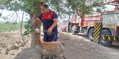 HBB EKİPLERİ 3 CANI HAYATA DÖNDÜRDÜ